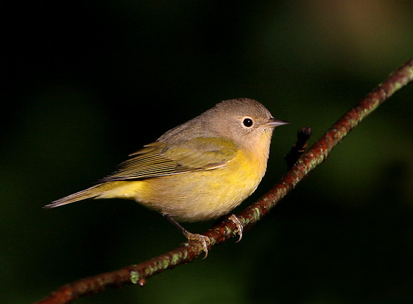 Nashville Warbler