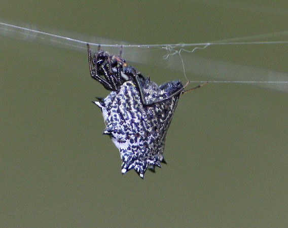 Spined Micrathena