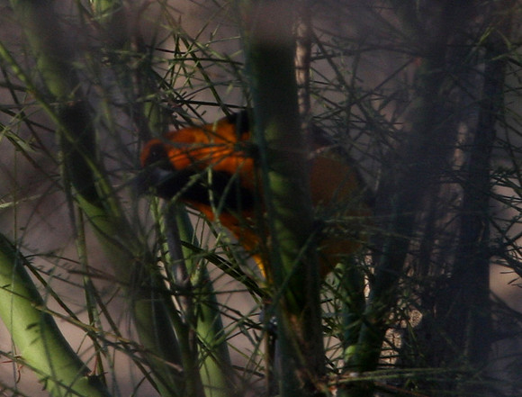 Altimara Oriole Santa Ana National Wildlife Refuge, Texas