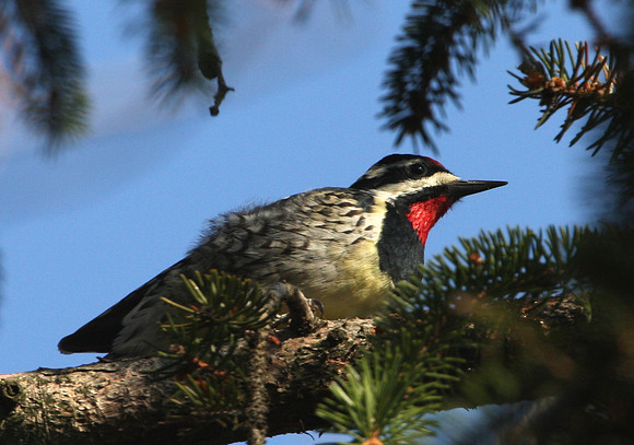Yellow-bellied Sapsucker