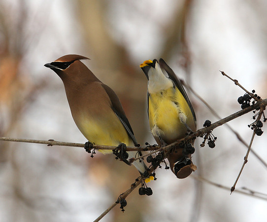 Cedar Waxwing