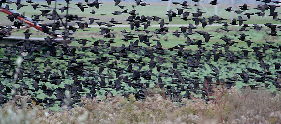 Common Grackle