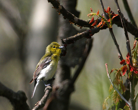 Yellow-throated Vireo