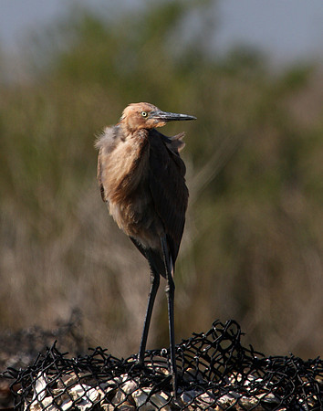Reddish Egret
