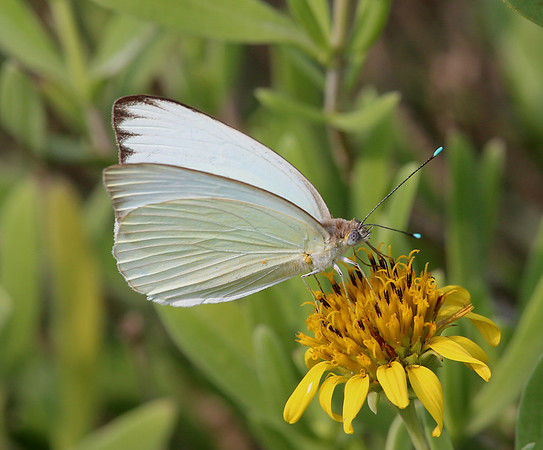 Great Southern White