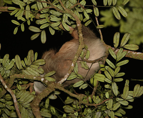 Sloth - Selva Verde, Costa Rica