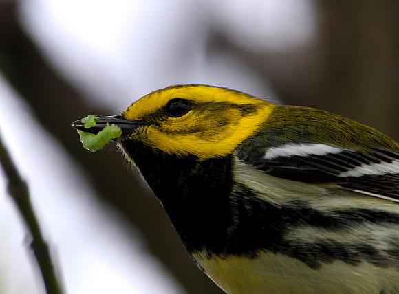 Black-throated Green Warbler