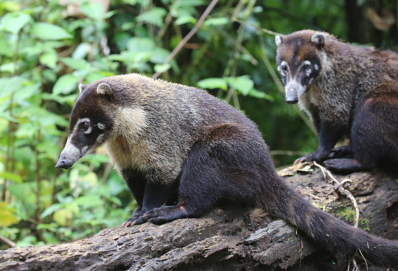White-nosed Coati - Costa Rica