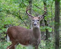 White-tailed Deer Buck