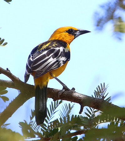 Streak-backed Oriole - Casa Solimar, Costa Rica