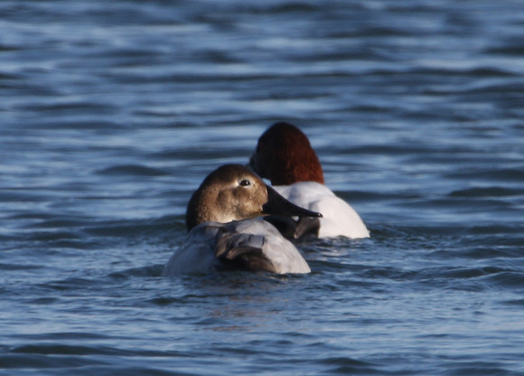 Canvasback