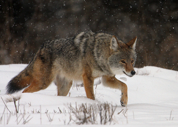 Coyote