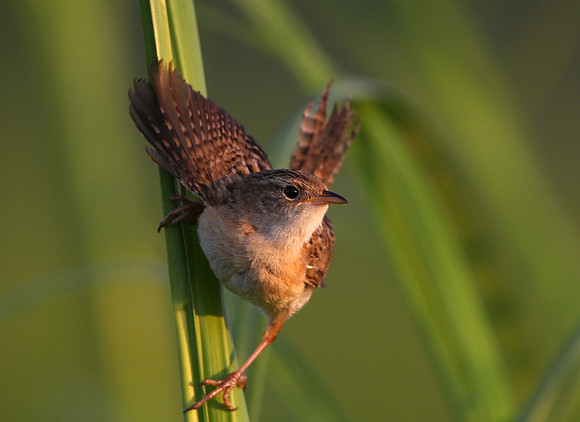 Sedge Wren at Goose Lake Prairie