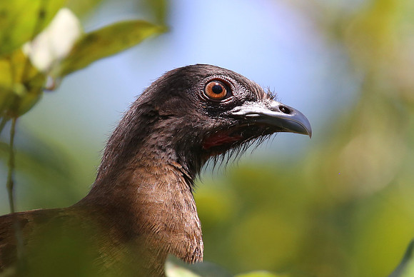 Gray-headed Chachalaca - Selva Verde, Costa Rica