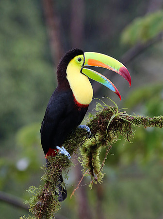 Keel-billed Toucan - Laguna Lagarto, Costa Rica