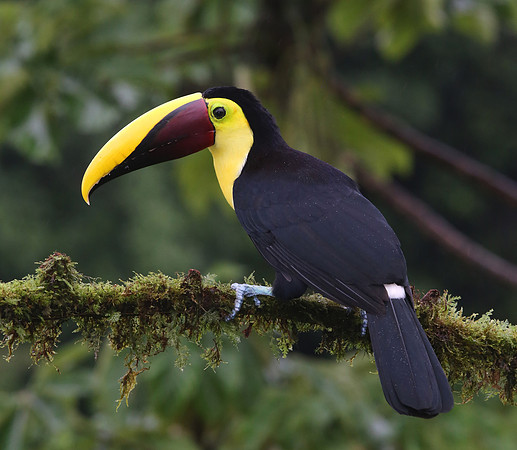 Black-mandibled Toucan - Laguna Lagarto, Costa Rica