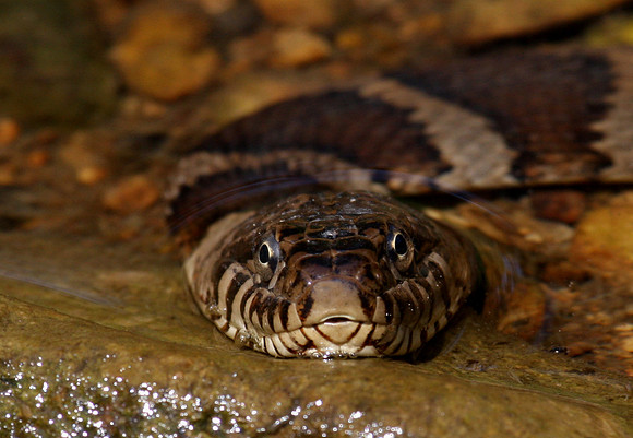 Northern Water Snake