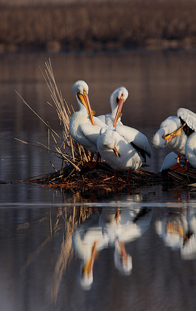 American White Pelican