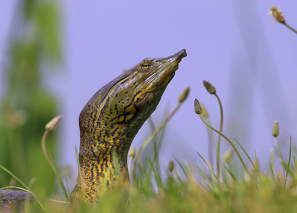 Spiny Softshell Turtle - Will County