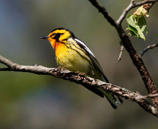 Blackburnian Warbler