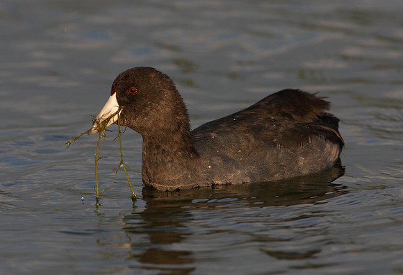 American Coot