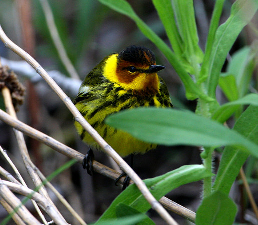 Cape May Warbler