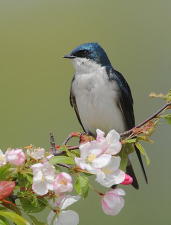 Tree Swallow