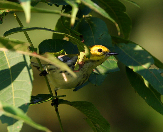 Black-throated Green Warbler