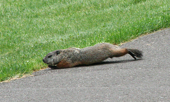 Groundhog