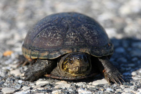 Common Musk Turtle