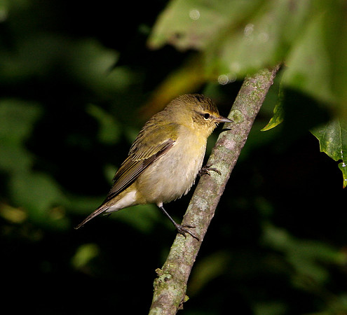 Tennessee Warbler