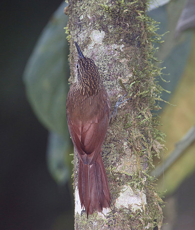 Streak-headed Woodpecker - Selva Verde, Costa Rica