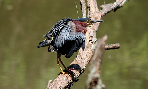Green Heron #2