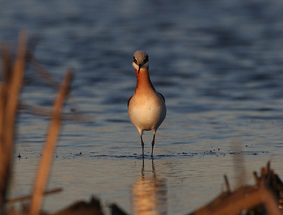 Wilson's Phalarope