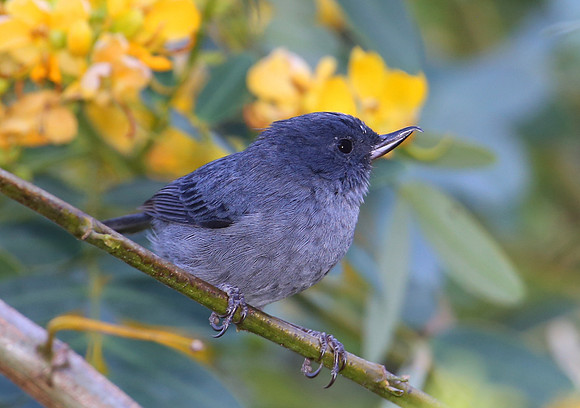 Slaty Flowerpiercer - Costa Rica