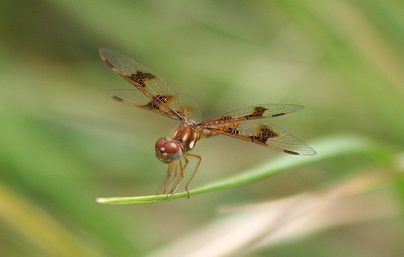 Eastern Amberwing