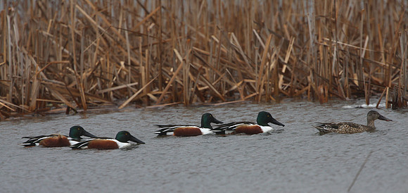 Northern Shoveler