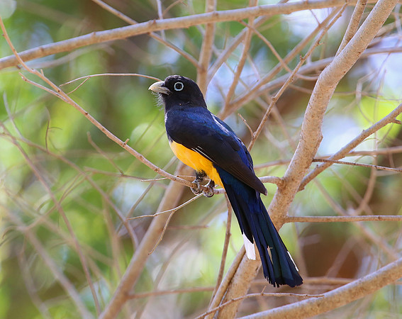 Black-headed Trogon - Casa Solimar, Costa Rica