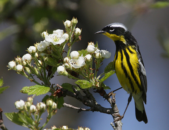 Magnolia Warbler