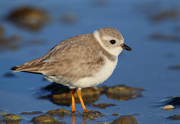 Piping Plover - Galveston, Texas