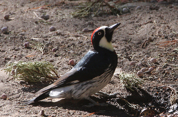 Acorn Woodpecker