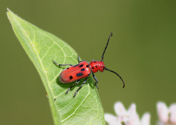 Red Milkweed Beetle