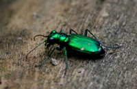 Six Spotted Tiger Beetle