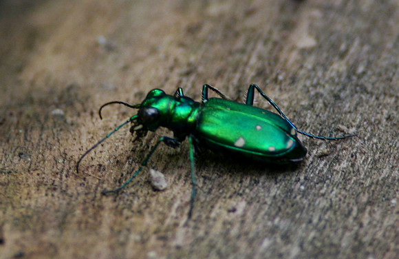 Six Spotted Tiger Beetle