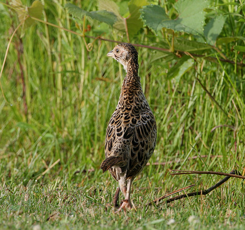 Ring-necked Pheasant