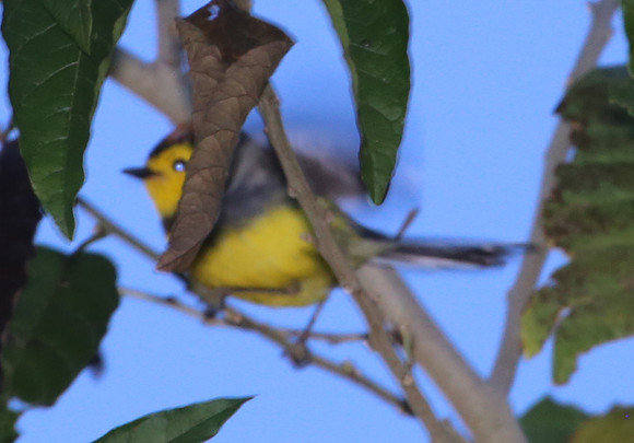 Collared Redstart - Costa Rica