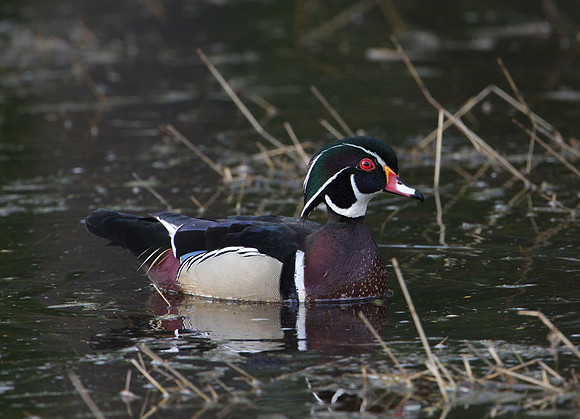 Wood Duck Palos 3