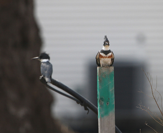 Belted Kingfisher
