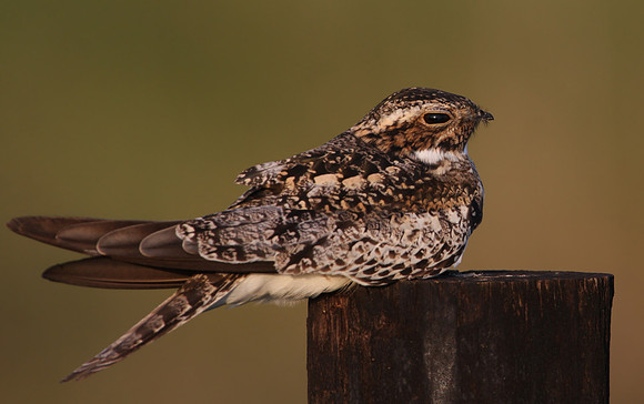 Common Nighthawk