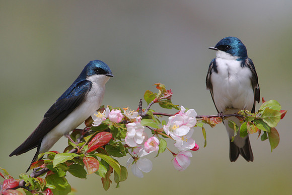 Tree Swallows